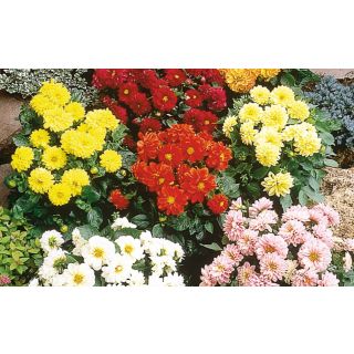 Compra DALIA FIGARO MIX (1000 Semillas). en la tienda online Fito Agrícola