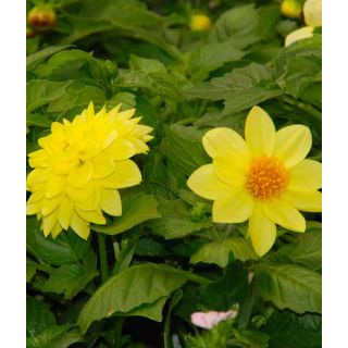 Compra DALIA FIGARO AMARILLA (1000 Semillas). en la tienda online Fito Agrícola