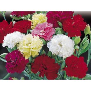 Compra DIANTHUS DE FLORISTA FRAGANCE (50 gr.). en la tienda online Fito Agrícola