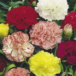 Compra DIANTHUS DE FLORISTA CHABAUD (50 gr.). en la tienda online Fito Agrícola