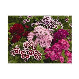 Compra DIANTHUS DE POETA BARBARINI ® (50 gr.). en la tienda online Fito Agrícola