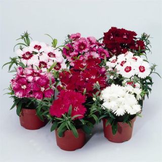 Compra DIANTHUS CHINO DIANA MIX F1 Pildorado (1000 Semillas). en la tienda online Fito Agrícola