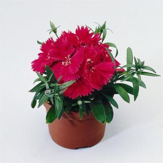 Compra DIANTHUS CHINO DIANA ROJO F1 Pildorado (1000 Semillas). en la tienda online Fito Agrícola