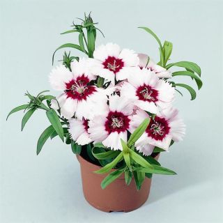 Compra DIANTHUS CHINO DIANA BLANCO CENTRO ROJO F1 Pildorado (1000 Semillas). en la tienda online Fito Agrícola