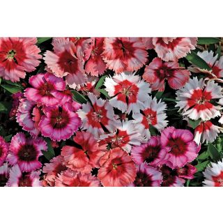 Compra DIANTHUS CHINO PARFAIT MIX F1 Pildorado (1000 Semillas). en la tienda online Fito Agrícola