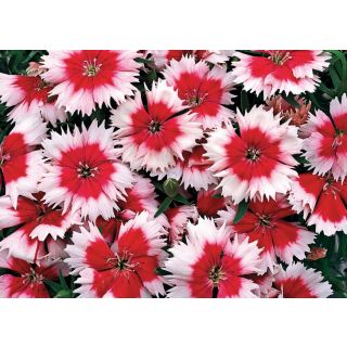 Compra DIANTHUS CHINO PARFAIT PEPPERMINT F1 Pildorado (1000 Semillas). en la tienda online Fito Agrícola