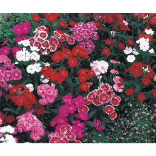 Compra DIANTHUS CHINO TELSTAR MIX F1 (1000 Semillas). en la tienda online Fito Agrícola