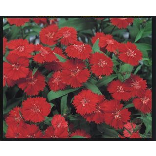 Compra DIANTHUS CHINO TELSTAR BURGUNDI F1 (1000 Semillas). en la tienda online Fito Agrícola
