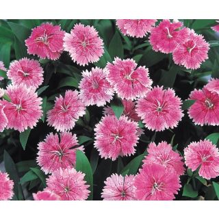 Compra DIANTHUS CHINO TELSTAR PINK F1 (1000 Semillas). en la tienda online Fito Agrícola