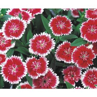 Compra DIANTHUS CHINO TELSTAR CRIMSON F1 (1000 Semillas). en la tienda online Fito Agrícola