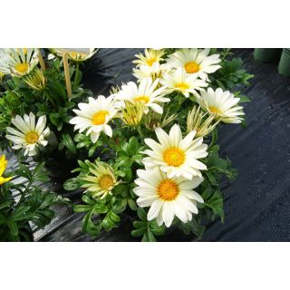 Compra GAZANIA ENORMA VANILLA (1000 Semillas). en la tienda online Fito Agrícola
