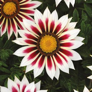 Compra GAZANIA NEW DAY ® ROSE STRIPE F1 (1000 Semillas). en la tienda online Fito Agrícola
