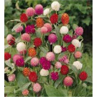 Compra AMARANTO GLOBOSO BUDDY MIX (1.000 Semillas) en la tienda online Fito Agrícola