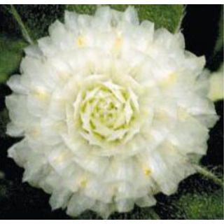 Compra AMARANTO GLOBOSO BUDDY WHITE (1.000 Semillas) en la tienda online Fito Agrícola