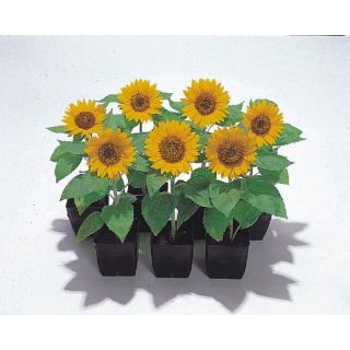 Compra GIRASOL BIG SMILE (1.000 Semillas). en la tienda online Fito Agrícola