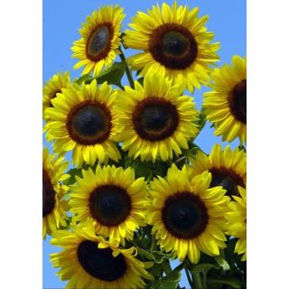 Compra GIRASOL FULL SUN IMPROVED F1 (1000 Semillas). en la tienda online Fito Agrícola