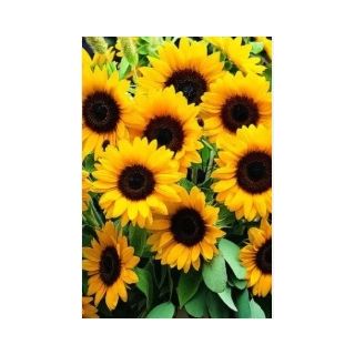 Compra GIRASOL SUNRICH® ORANGE F1 (1000 Semillas). en la tienda online Fito Agrícola