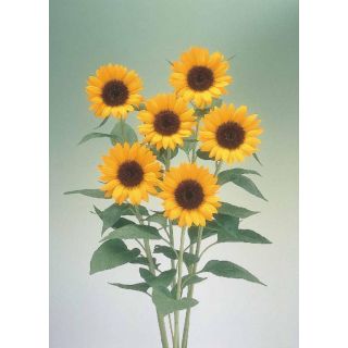 Compra GIRASOL PREMIER ORANGE F1 (1000 Semillas). en la tienda online Fito Agrícola