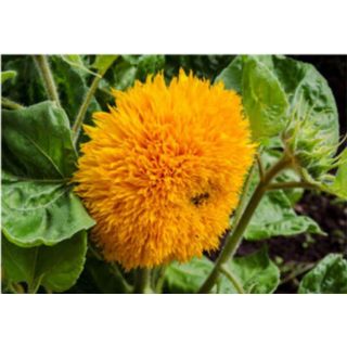 Compra GIRASOL TEDDY BEAR (100 gr.). en la tienda online Fito Agrícola