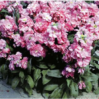 Compra ALHELÍ CINDERELLA ROSA (1.000 Semillas) en la tienda online Fito Agrícola