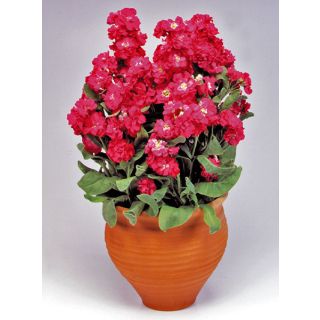 Compra ALHELÍ CINDERELLA ROJO (1.000 Semillas) en la tienda online Fito Agrícola