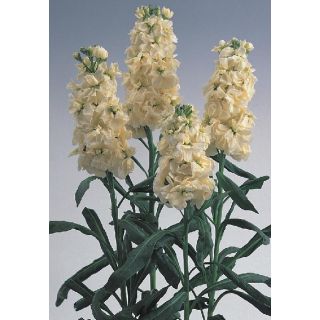 Compra ALHELÍ NOBLE BLANCO CREMA (1.000 Semillas) en la tienda online Fito Agrícola