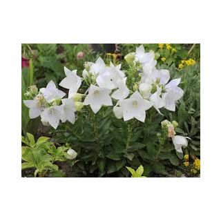 Compra CAMPANILLA CHINA ASTRA WHITE F1 (1000 Semillas). en la tienda online Fito Agrícola