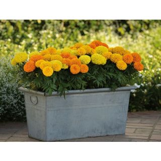 Compra TAGETE TAISHAN® MIX F1 (1.000 Semillas) en la tienda online Fito Agrícola