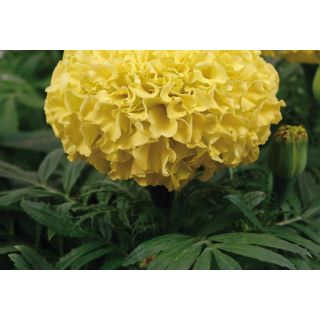 Compra TAGETE TAISHAN ® YELLOW F1 (1000 Semillas). en la tienda online Fito Agrícola