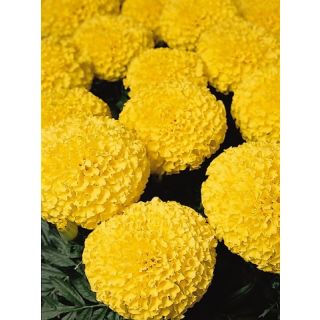 Compra TAGETE DISCOVERY ORANGE F1 (1000 Semillas). en la tienda online Fito Agrícola