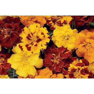 Compra TAGETE DURANGO ® MIX (1000 Semillas). en la tienda online Fito Agrícola