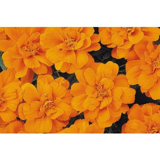 Compra TAGETE DURANGO ® TANGERINE (1000 Semillas). en la tienda online Fito Agrícola