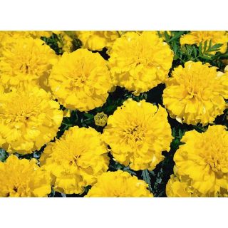 Compra TAGETE SUPER HERO ® YELLOW (1000 Semillas). en la tienda online Fito Agrícola