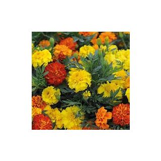 Compra TAGETE ZENITH MIX F1 (1000 Semillas). en la tienda online Fito Agrícola