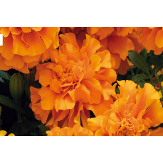 Compra TAGETE ZENITH ORANGE F1 (1000 Semillas). en la tienda online Fito Agrícola