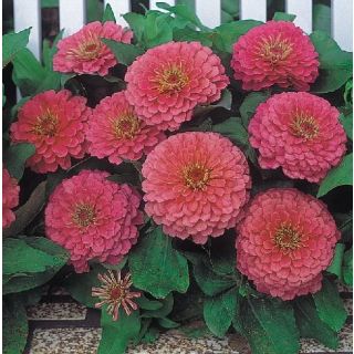 Compra ZINNIA DREAMLAND PINK F1 (1000 Semillas). en la tienda online Fito Agrícola