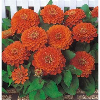 Compra ZINNIA DREAMLAND SCARLET F1 (1000 Semillas). en la tienda online Fito Agrícola