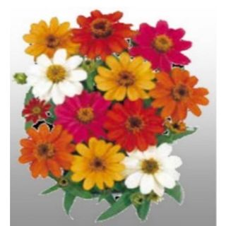 Compra ZINNIA PROFUSION MIX F1 (1000 Semillas). en la tienda online Fito Agrícola