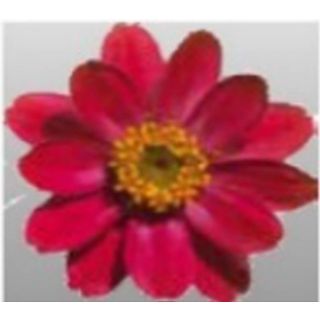 Compra ZINNIA PROFUSION RED F1 (1000 Semillas). en la tienda online Fito Agrícola