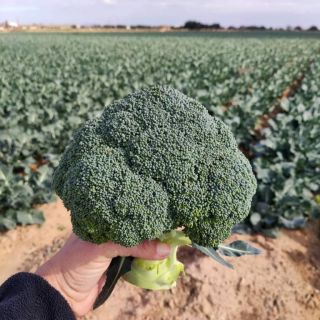 Compra BRÓCOLI GLADIATOR F1 Peliculado (10.000 Semillas) en la tienda online Fito Agrícola