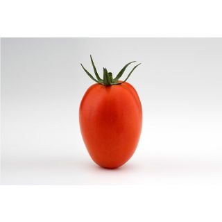 Compra TOMATE ZAPADOR F1 (1000 Semillas). en la tienda online Fito Agrícola