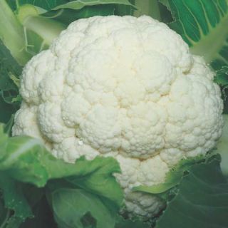 Compra COLIFLOR GIEWONT F-1 (2.500 Semillas) en la tienda online Fito Agrícola