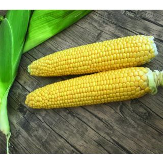 Compra MAÍZ SUPERDULCE MESSENGER F1 (100.000 Semillas). en la tienda online Fito Agrícola