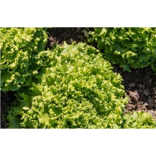 Compra LECHUGA LOUBRESSAC Pildorada (10.000 Semillas). en la tienda online Fito Agrícola