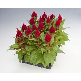 Compra CELOSÍA PLUMOSA GLORIUS ROJA Pildorada (1.000 Semillas) en la tienda online Fito Agrícola