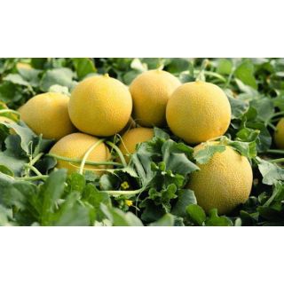 Compra MELÓN SIROPE F1 (1.000 Semillas) en la tienda online Fito Agrícola