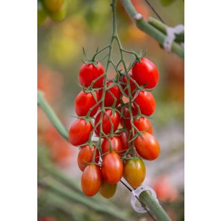 Compra TOMATE CAMELOT F1 (1000 Semillas). en la tienda online Fito Agrícola