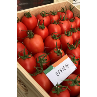 Compra TOMATE EFFIE F1 (1000 Semillas). en la tienda online Fito Agrícola