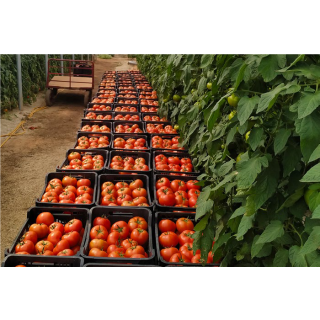 Compra TOMATE SOLINVERNO F1 (1000 Semillas). en la tienda online Fito Agrícola