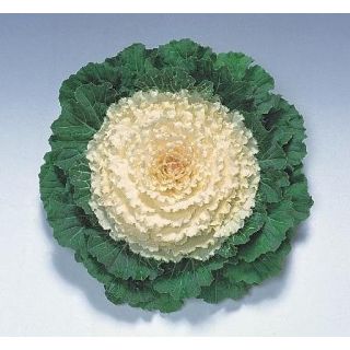 Compra COL ORNAMENTAL REBECA F1 CENTRO BLANCO Pildorada (1000 Semillas). en la tienda online Fito Agrícola